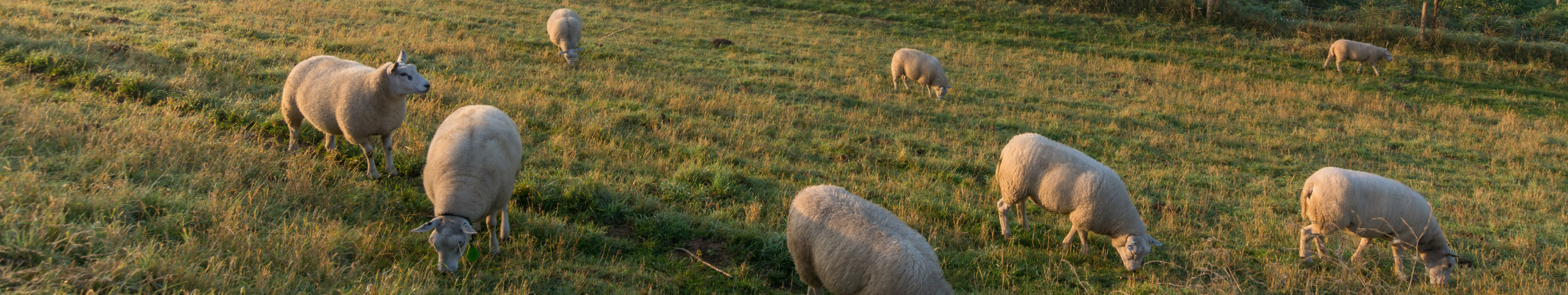 Banner Schiermonnikoog - Waddeneilanden - Nederland